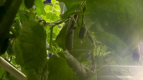 Workers process cucumbers in greenhouses 動画素材 105153185
