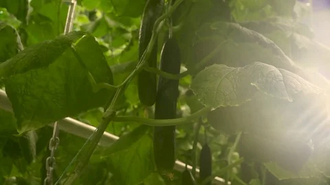 Workers process cucumbers in greenhouses Видео 105153208