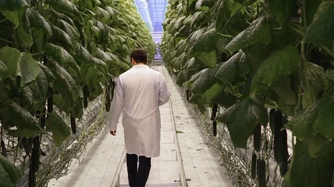 Workers process cucumbers in greenhouses Stock Footage 105153277