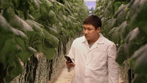 Workers process cucumbers in greenhouses Видео 105153289