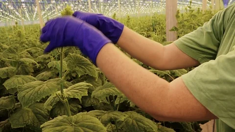 Workers process cucumbers in greenhouses Vidéo 105153329