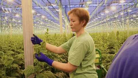 Workers process cucumbers in greenhouses Видео 105153344