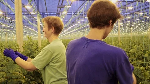 Workers process cucumbers in greenhouses 動画素材 105153420