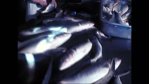 Workers Process Fresh Fish in Tasmanian Seafood Plant, 1975 Stock Footage 338384361