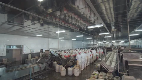 Workers process fresh sea cucumbers on the production line, Shandong, China Vídeo Stock 140312619