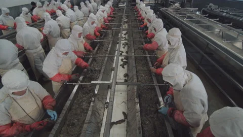 Workers process fresh sea cucumbers on the production line, Shandong, China Stock Footage 140313866