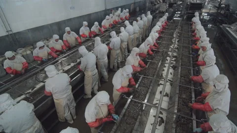 Workers process fresh sea cucumbers on the production line, Shandong, China Stock Footage 140314817