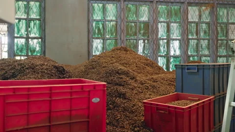 Workers process fresh tea leaves at a traditional factory. Large heaps of raw Stock Footage 274750050