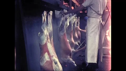 Workers Process Lamb at Australian Abattoir, 1970s Stock Footage 338387602