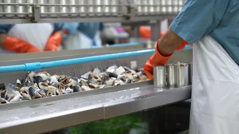 Workers process pack pieces of fish on production line in seafood canned factory Stock Footage 329428317