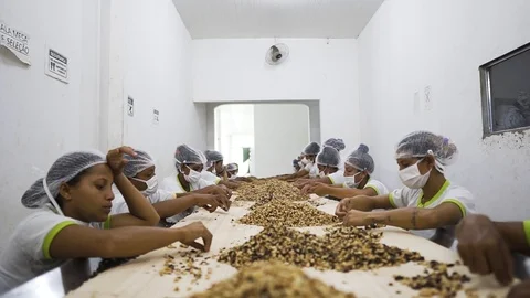 Workers processing and separating raw brazil nuts at amazon brazil organic food 스톡 동영상 126046795