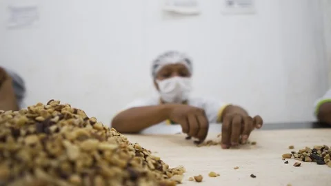 Workers processing and separating raw brazil nuts at amazon brazil organic food 스톡 동영상 126046803