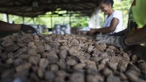 Workers processing and separating raw brazil nuts at amazon brazil organic food Stock Footage 126046825