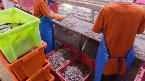 Workers processing fresh fish in seafood canning factory, food manufacturin.. Stock Photos