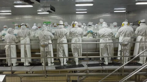 Workers Processing Fresh Produce on Packing Line in Food Facility Stock Footage 341438250