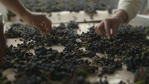 Workers processing freshly harvested grapes in factory Stock Footage 83861490