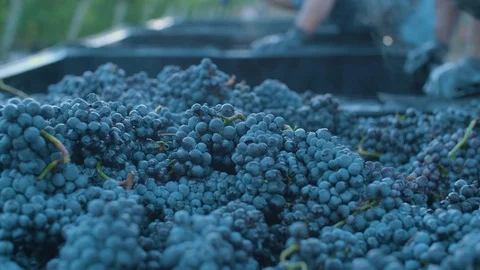 Workers processing freshly harvested grapes Stock Footage 87807932