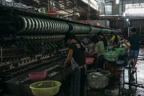 Workers processing silk worms in a silk factory. Stock Photos