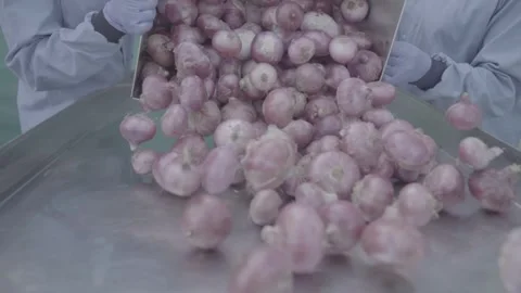 Workers in protective gear emptying a crate of onions in a commercial facility Stock-Footage 327442538