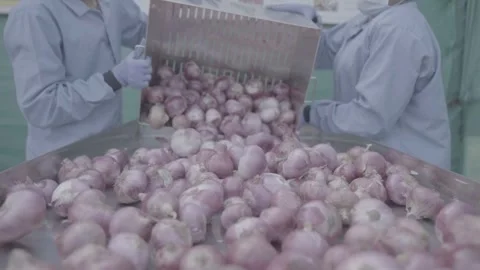 Workers in protective gear emptying a crate of onions in a commercial facility Stock-Footage 327442539