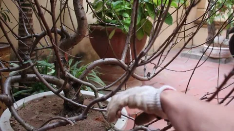 Workers pruning ornamental plants Stock-Footage 73059637