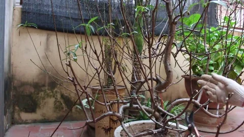 Workers pruning ornamental plants Stock Footage 73059753