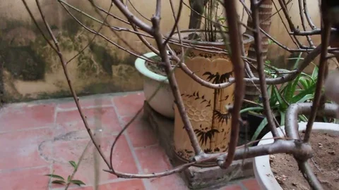 Workers pruning ornamental plants Stock Footage 73059806