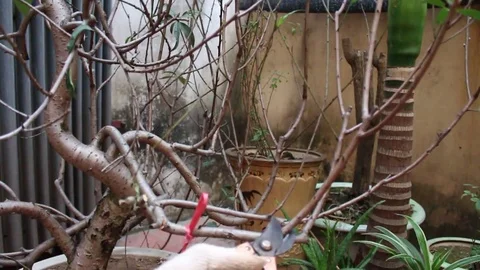 Workers pruning ornamental plants Stock Footage 73060452