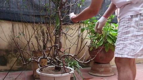 Workers pruning ornamental plants Stock Footage 73060483