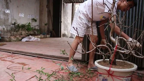 Workers pruning ornamental plants Stock Footage 73060522