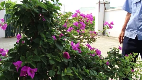 Workers pruning ornamental plants Stock-Footage 78214531