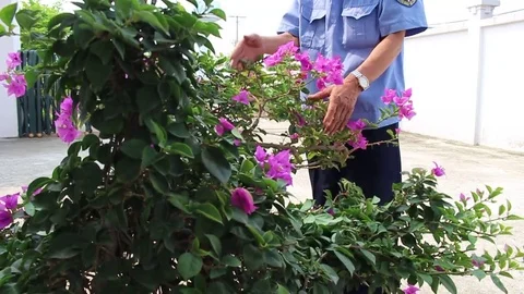 Workers pruning ornamental plants Stock Footage 78214560