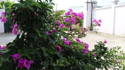 Workers pruning ornamental plants Stock Footage 78214676