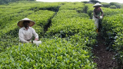 Workers pruning tea bushes during day time, Malaysia, Cameron Highlands Stock Footage 146537052