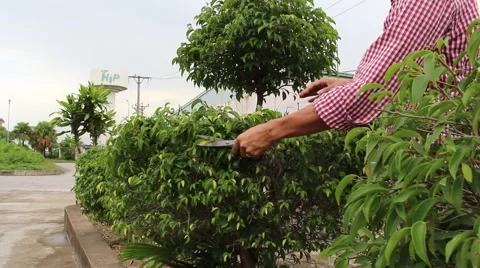 Workers pruning trees Stock Footage 56080933