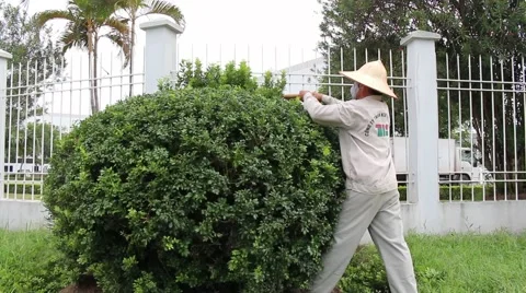 Workers pruning trees Stock Footage 56081009