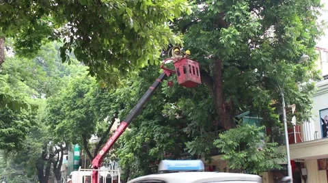 Workers pruning trees Stock Footage 56085040