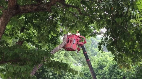 Workers pruning trees Stock Footage 56085063
