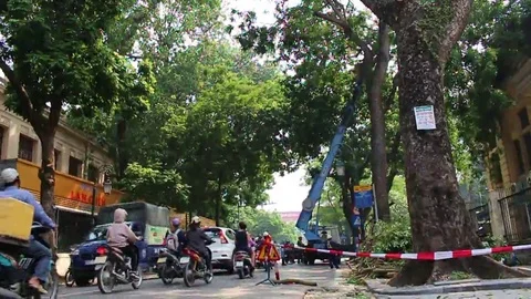 Workers pruning trees Stock Footage 69187539