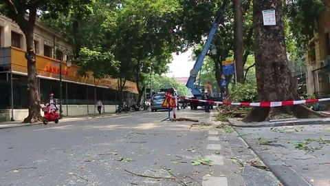 Workers pruning trees Stock Footage 69187946