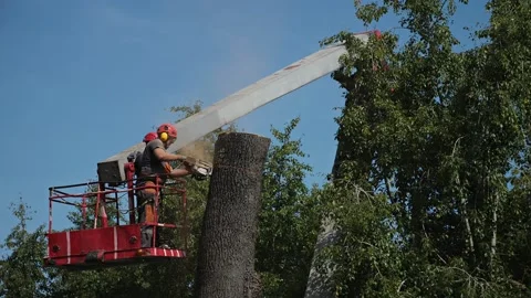 Workers of public utilities or a private company cut down a tree while standing  Stock Footage 202338662