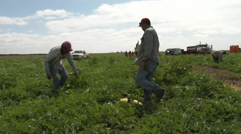 Workers pumpkins from the vines in a Texas field. 4K Stock Footage 67333063
