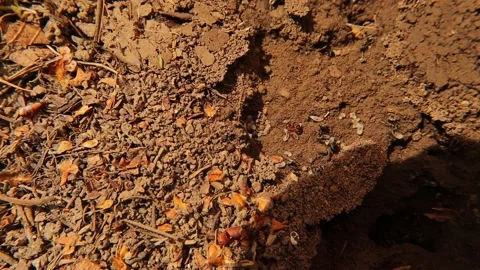 Workers, pupae and larvae inside a Pheidole ant nest. wild life of ants Stock Footage 154132816