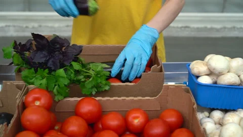 Workers put organic fresh vegetables in boxes and work at agro company spbas. Stock Footage 136651707