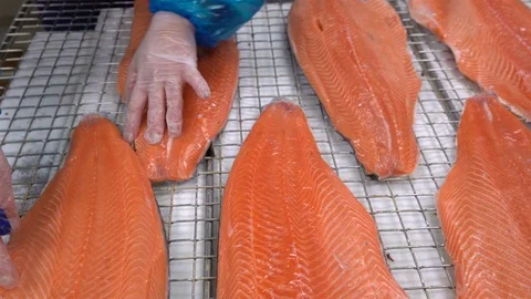 Workers put the pieces of salmon fillet on a table for salting. Close up. Dolly Stock Footage 69860720