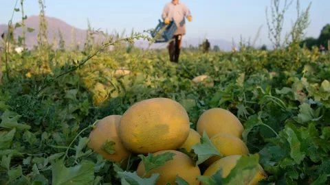 Workers putting melons in the basket 스톡 동영상 241703529