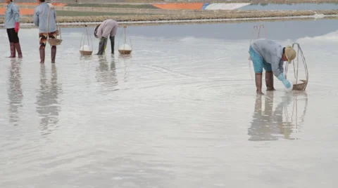 Workers putting salt into baskets Stock Footage 42393439