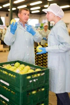 Workers quarrelling during sorting apples Stock Photos