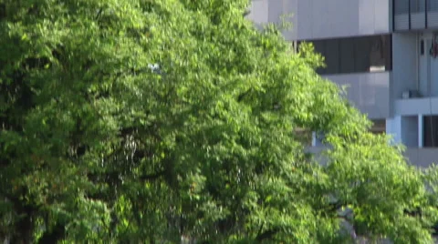 Workers Rappelling And Washing Windows on Building in Brazil Stock Footage 60649430