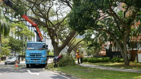 Workers remove tree branches in Singapore Stock Footage 111127087